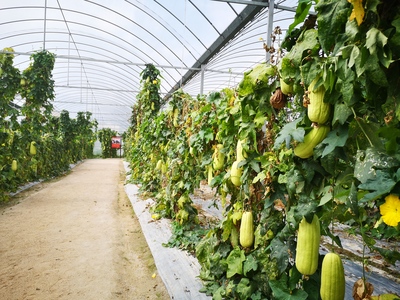 革命老區的新生 用活紅色資源，促進綠色發展農業