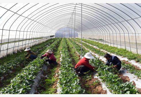 打造“第一車間” 農(nóng)業(yè)農(nóng)村部推動(dòng)農(nóng)產(chǎn)品精深加工，今年將發(fā)布百強(qiáng)企業(yè)名單